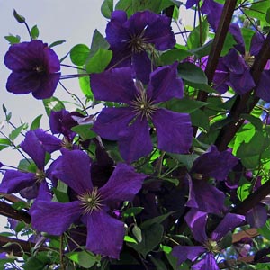 'Jackmanii', Sen storblommig klematis