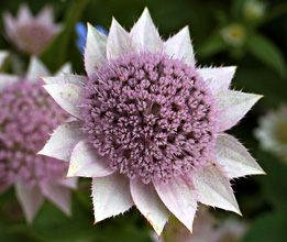Echinacea_Coconut_Lime.jpg