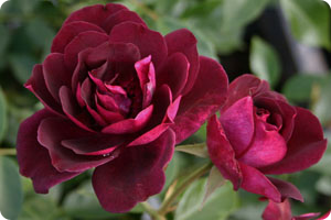 Burgundy-Iceberg-2.jpg