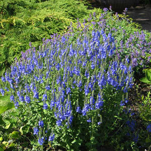 Veronica 'Knallblau', Praktveronika Veronica 'Knallblau', Praktveronika