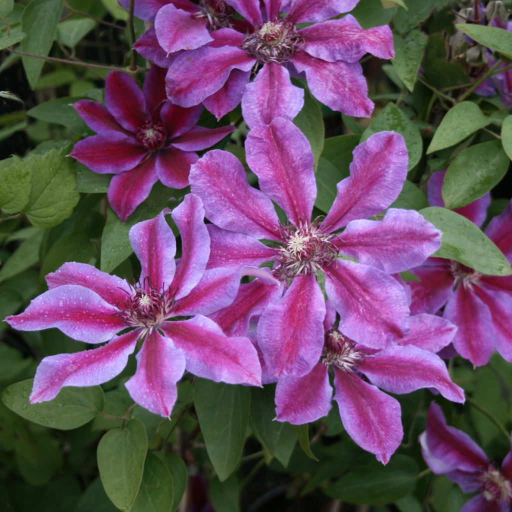 'Akaishi'