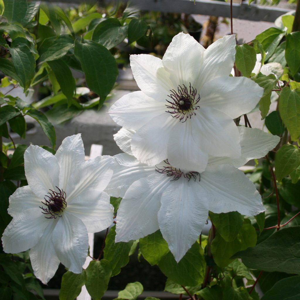 'Anna Karolina'