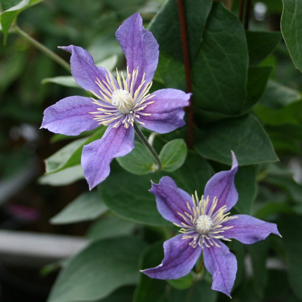 'Arabella'