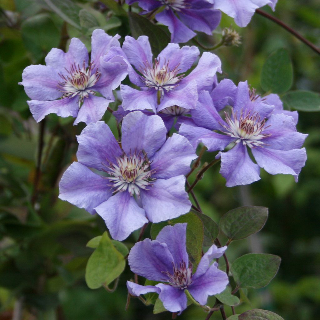'Ashva'