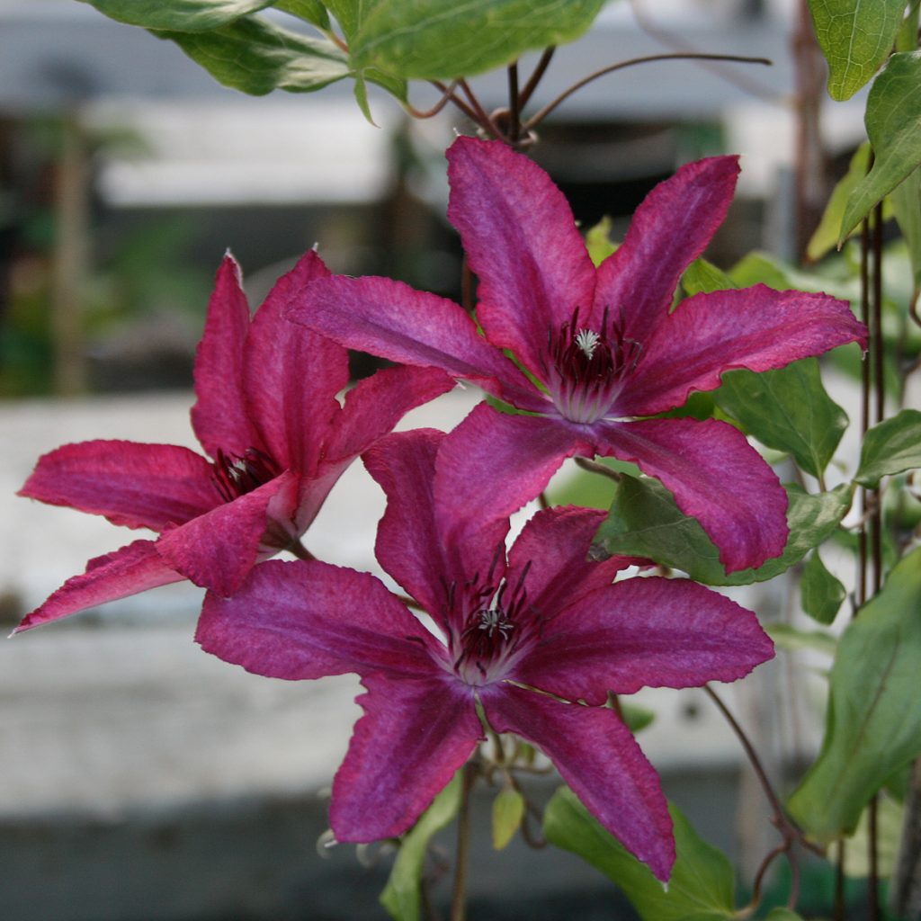 'Barbara'