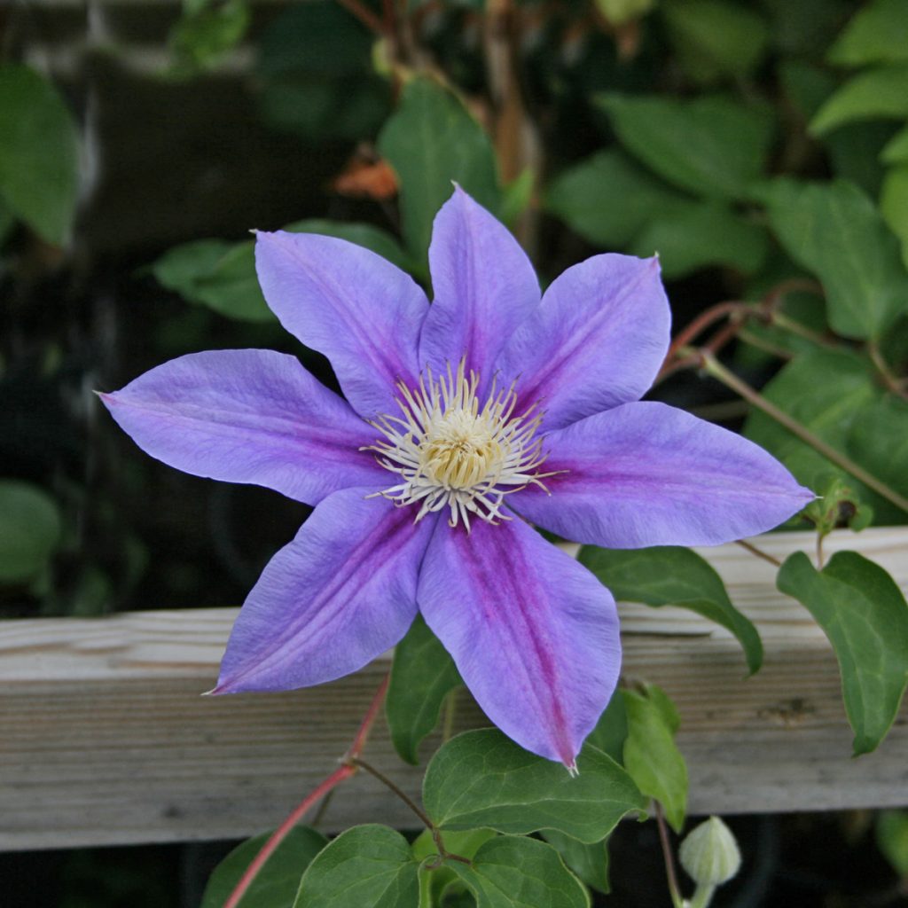 'Barbara Jackman'