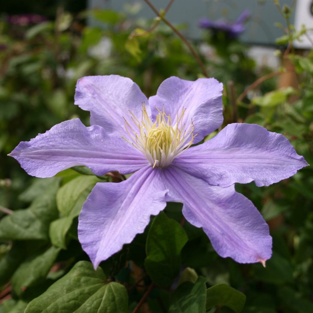 'Belle Nantaise'