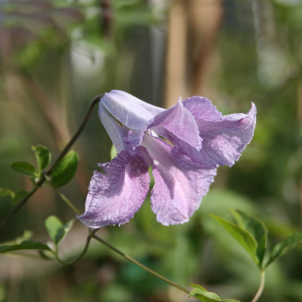 'Betty Corning'