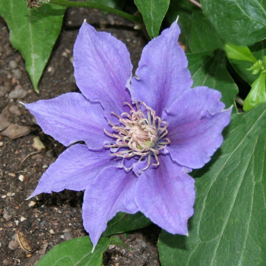 BIJOU