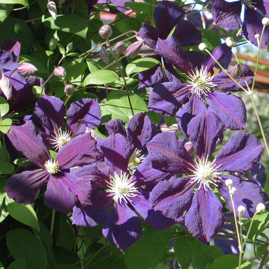 'Blue Belle'