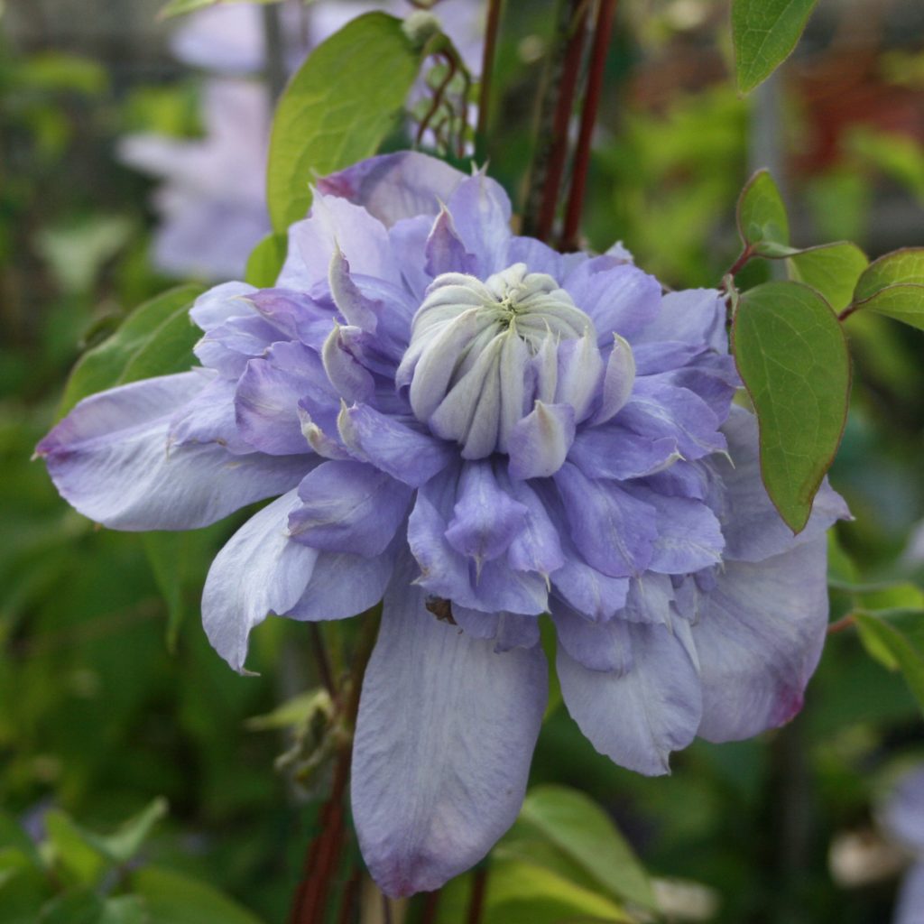 'Blue Light'