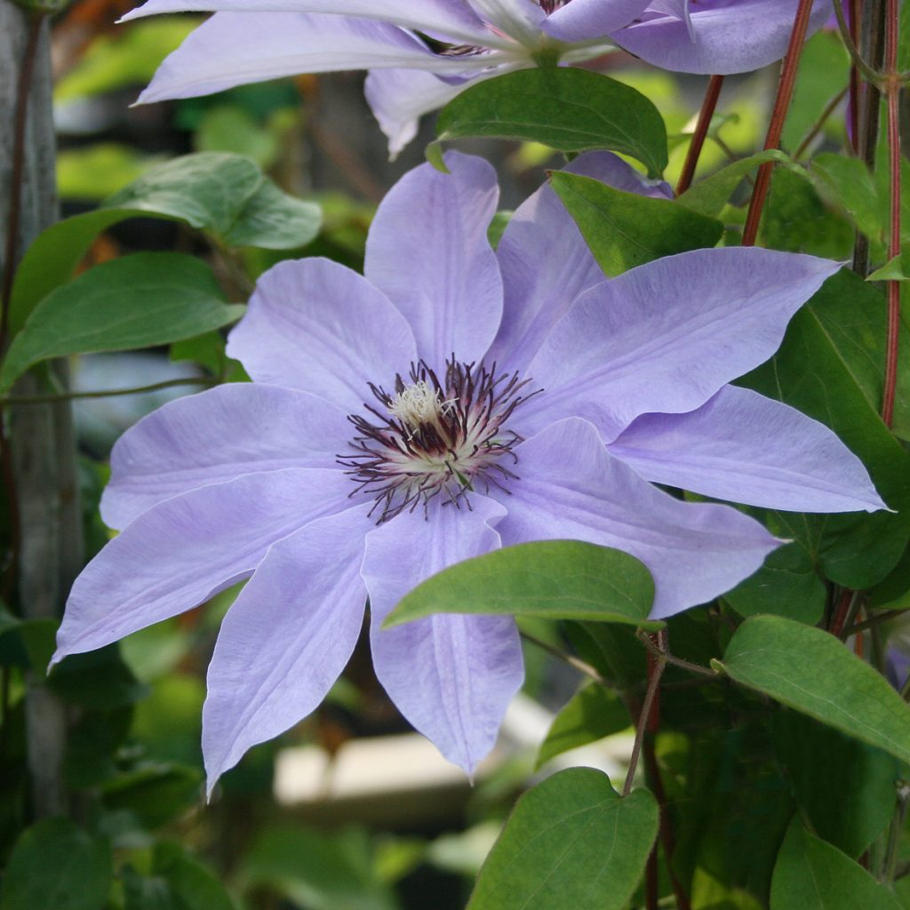'Blue Ravine'