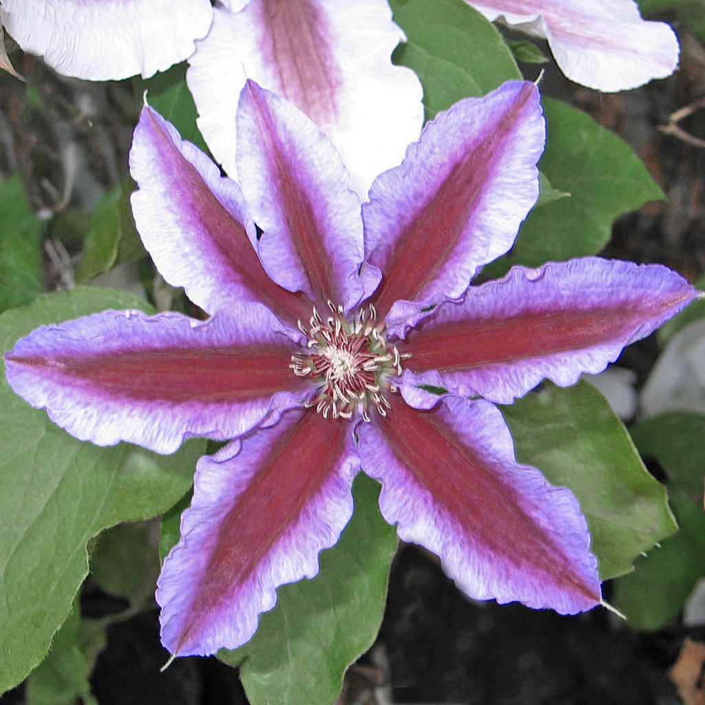 'Boskoop Beauty'