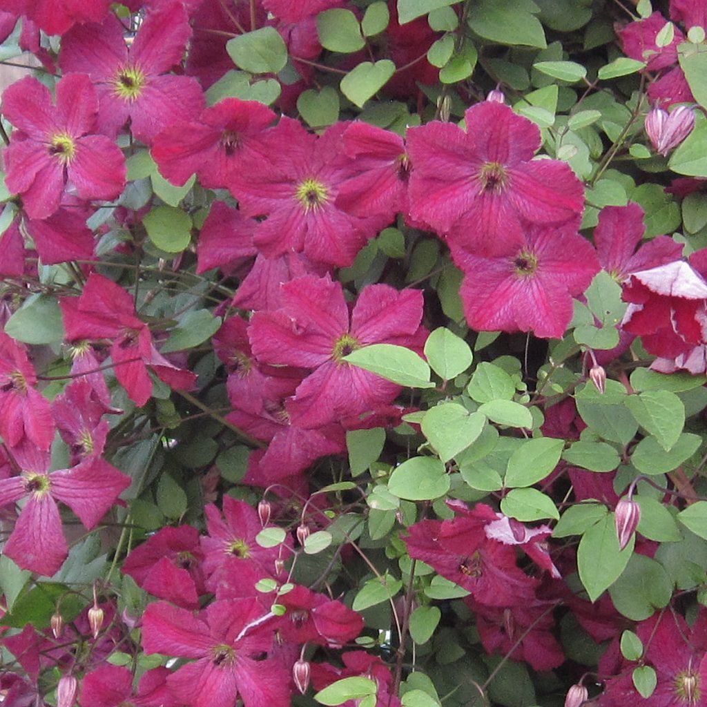 'Carmencita'