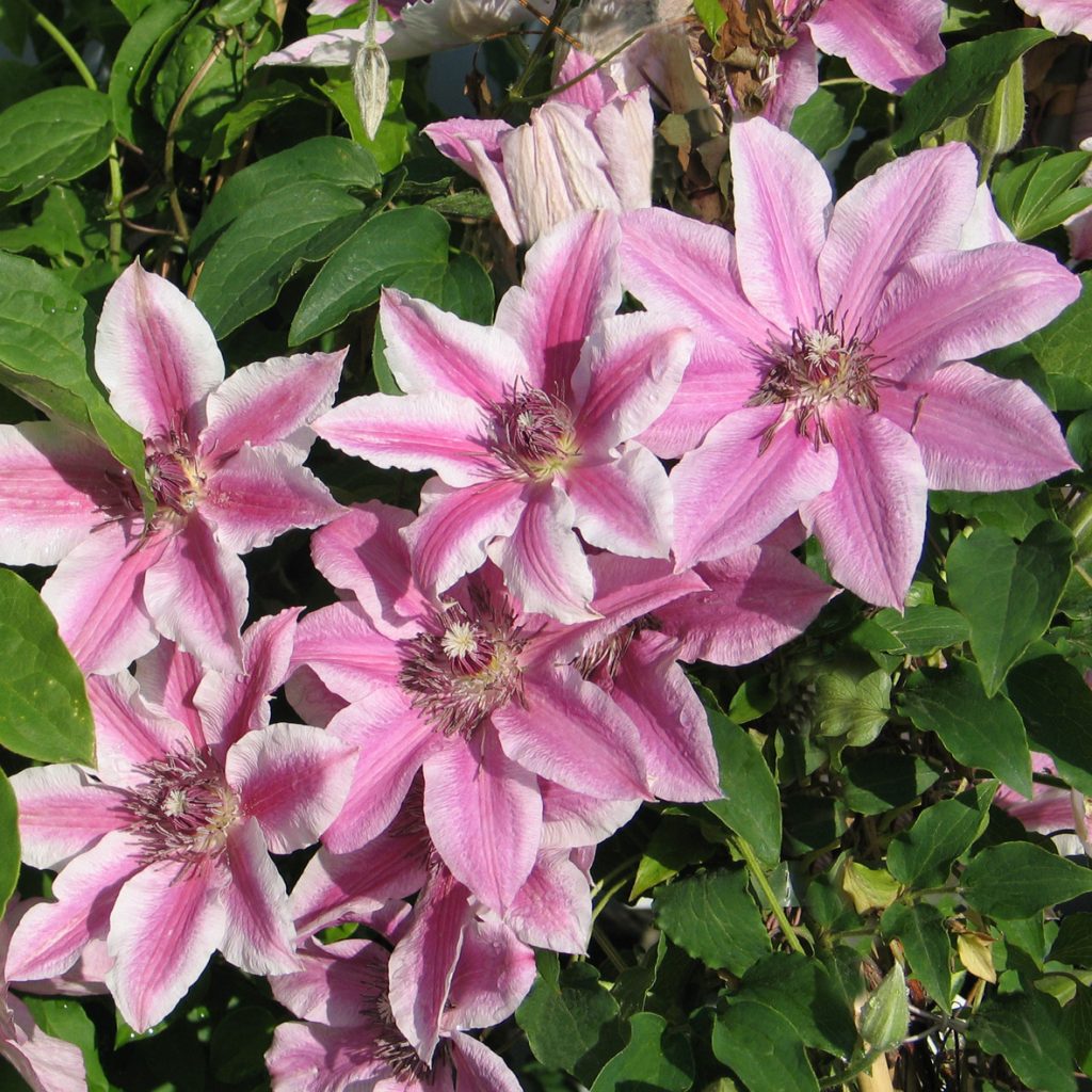 'Carnaby'