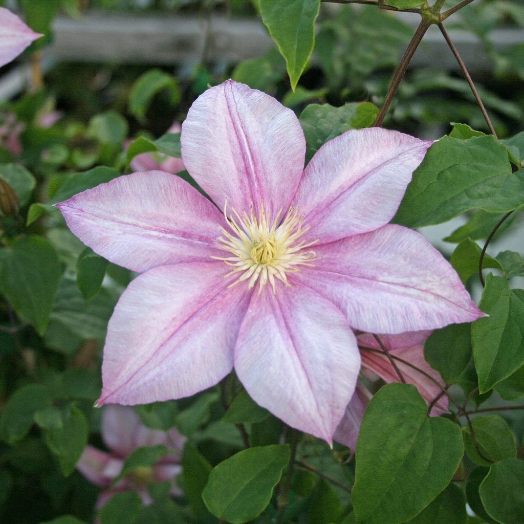 'Caroline'