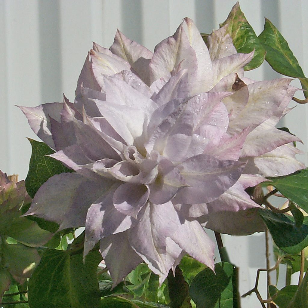'Chalcedony'