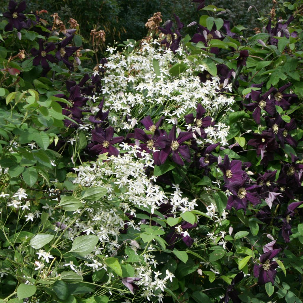 Clematis mandshurica