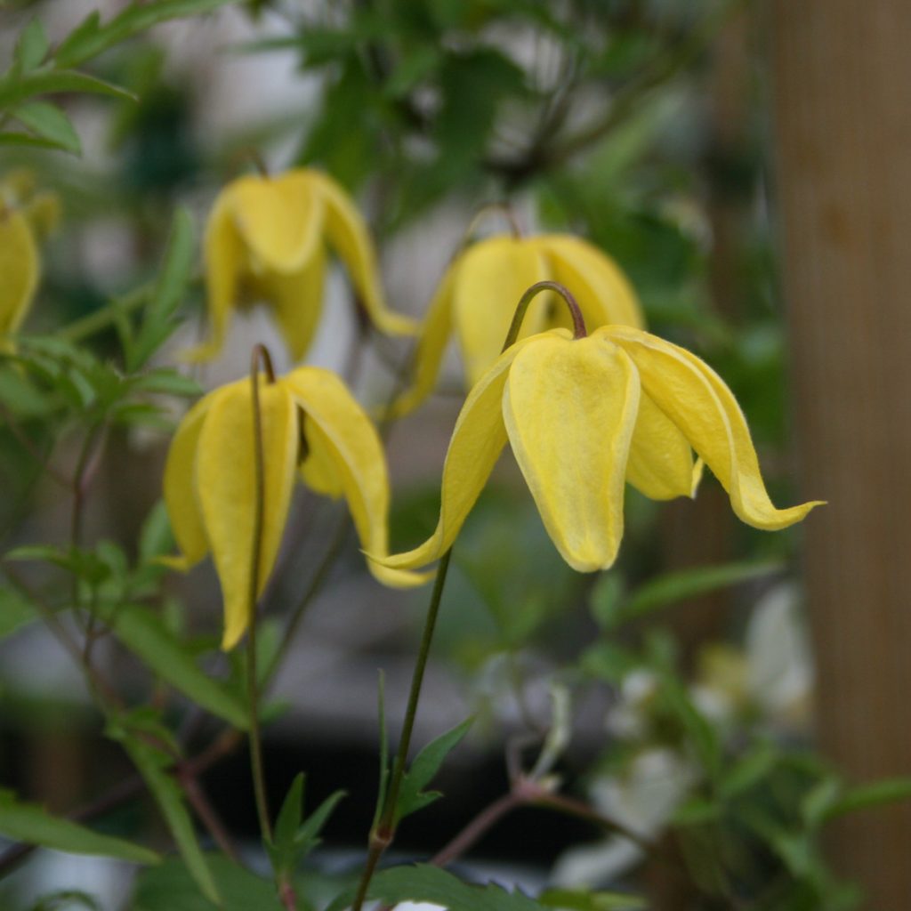 Clematis tangutica