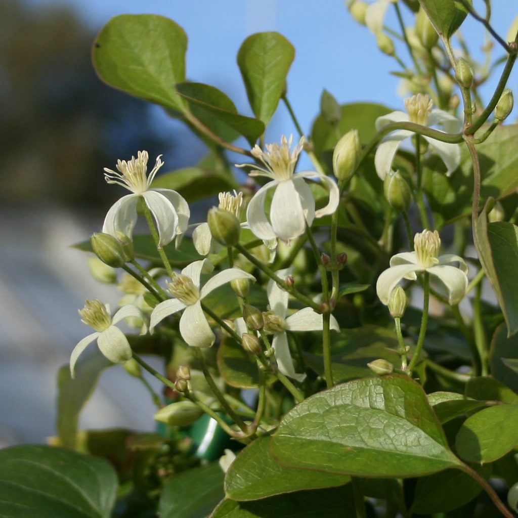 Clematis terniflora