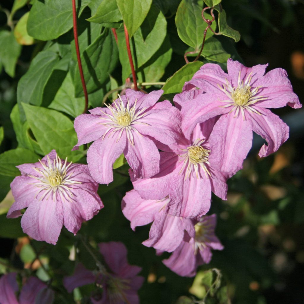 'Comtesse de Bouchaud'