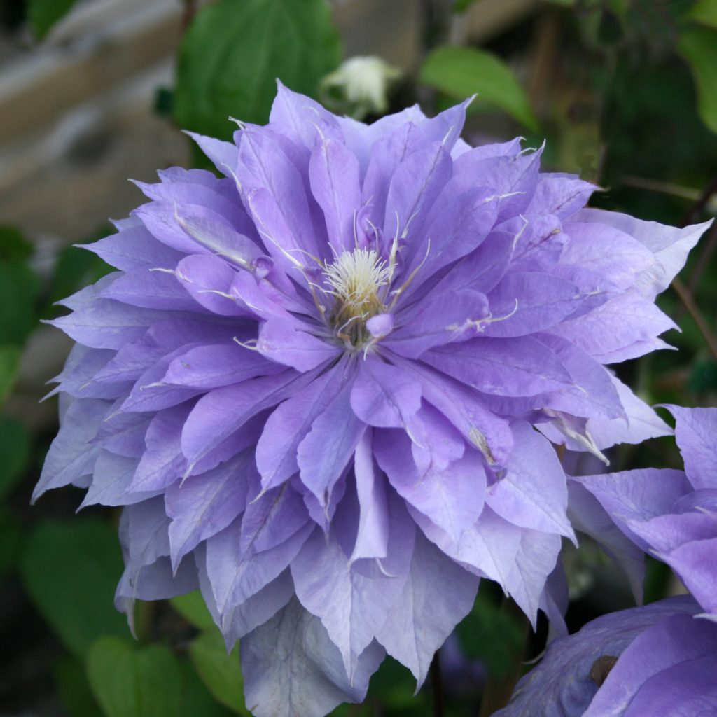 'Countess of Lovelace'