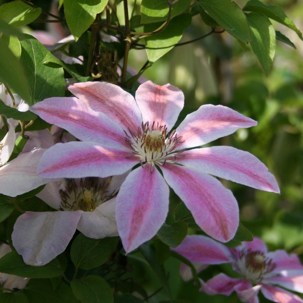'Débutante'