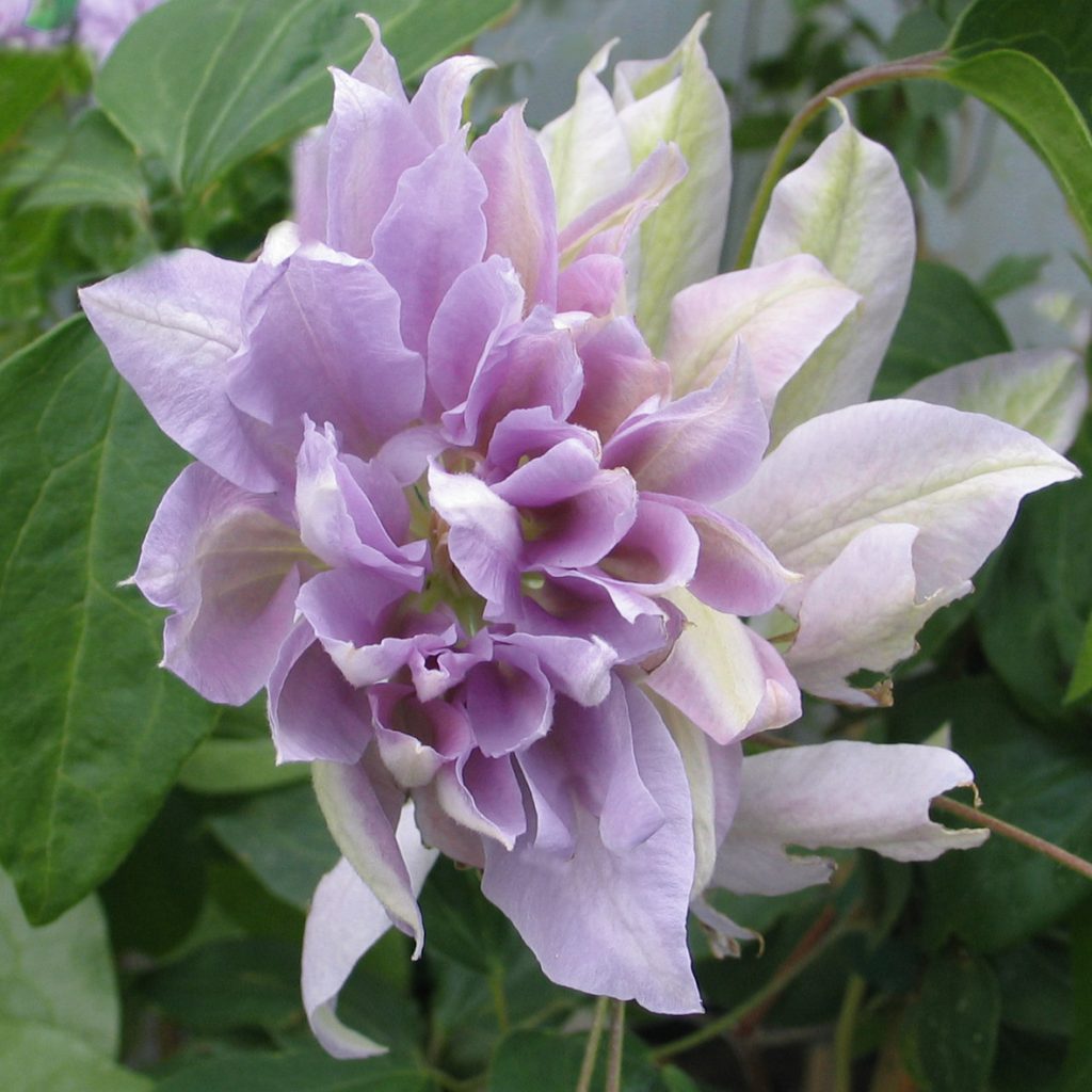 'Denny's Double'
