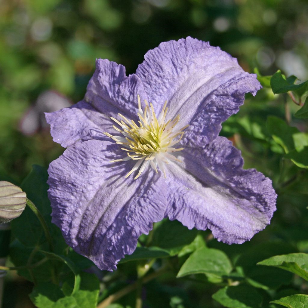 'Dominika'