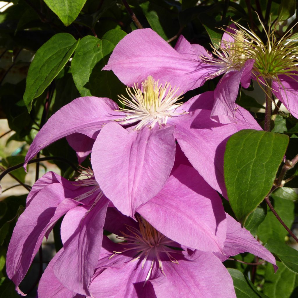 'Dorothy Tolver'