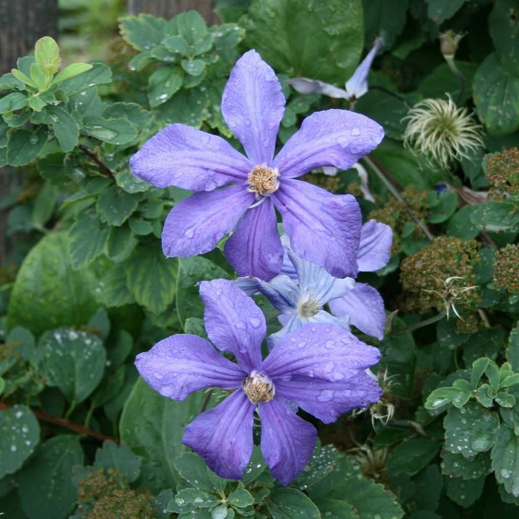 'Durandii'