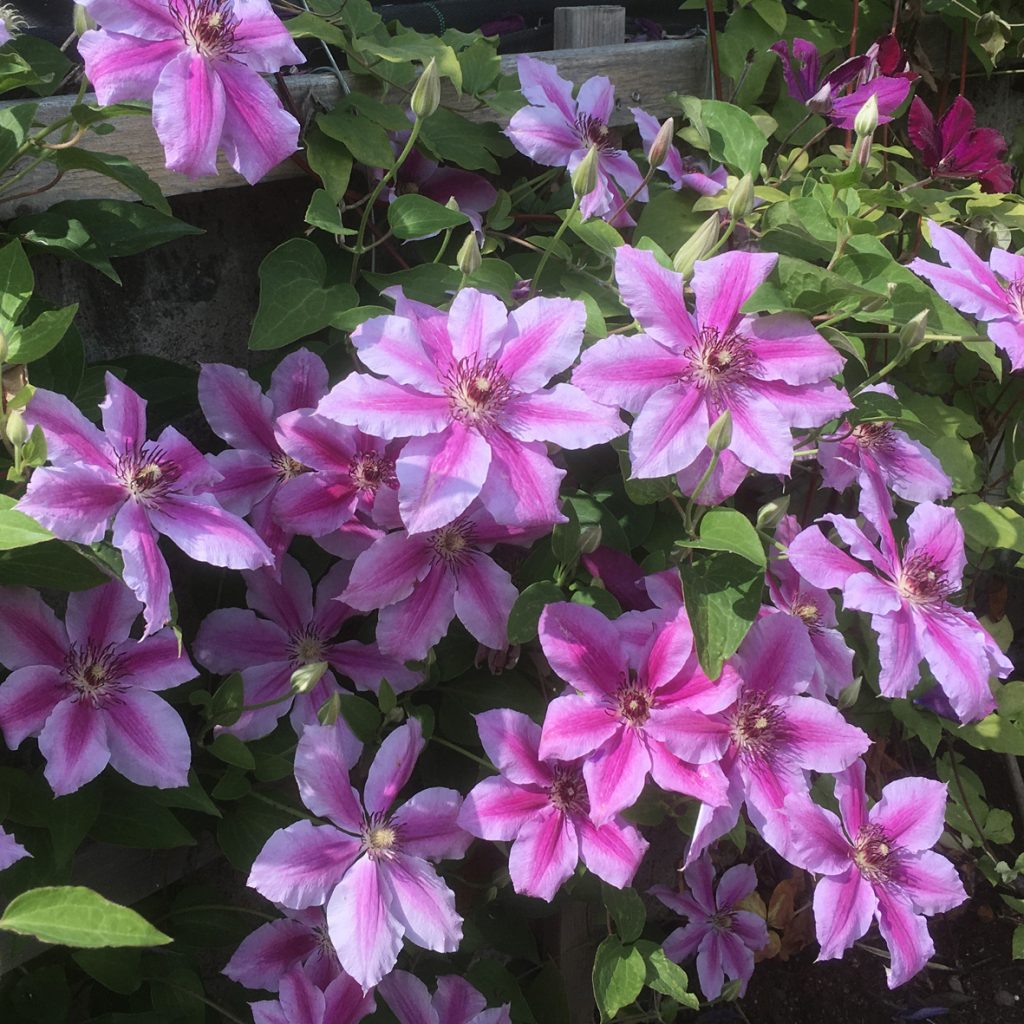 'Girenas'
