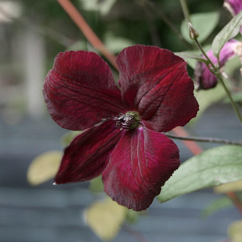 'Royal Velours'