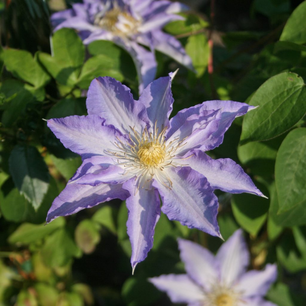 'Ice Crystal'