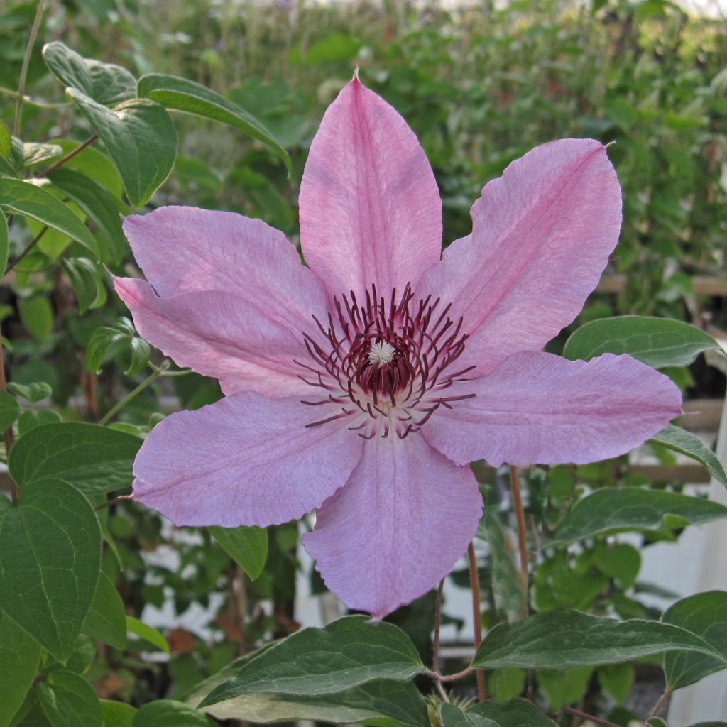 'Helen Cropper'