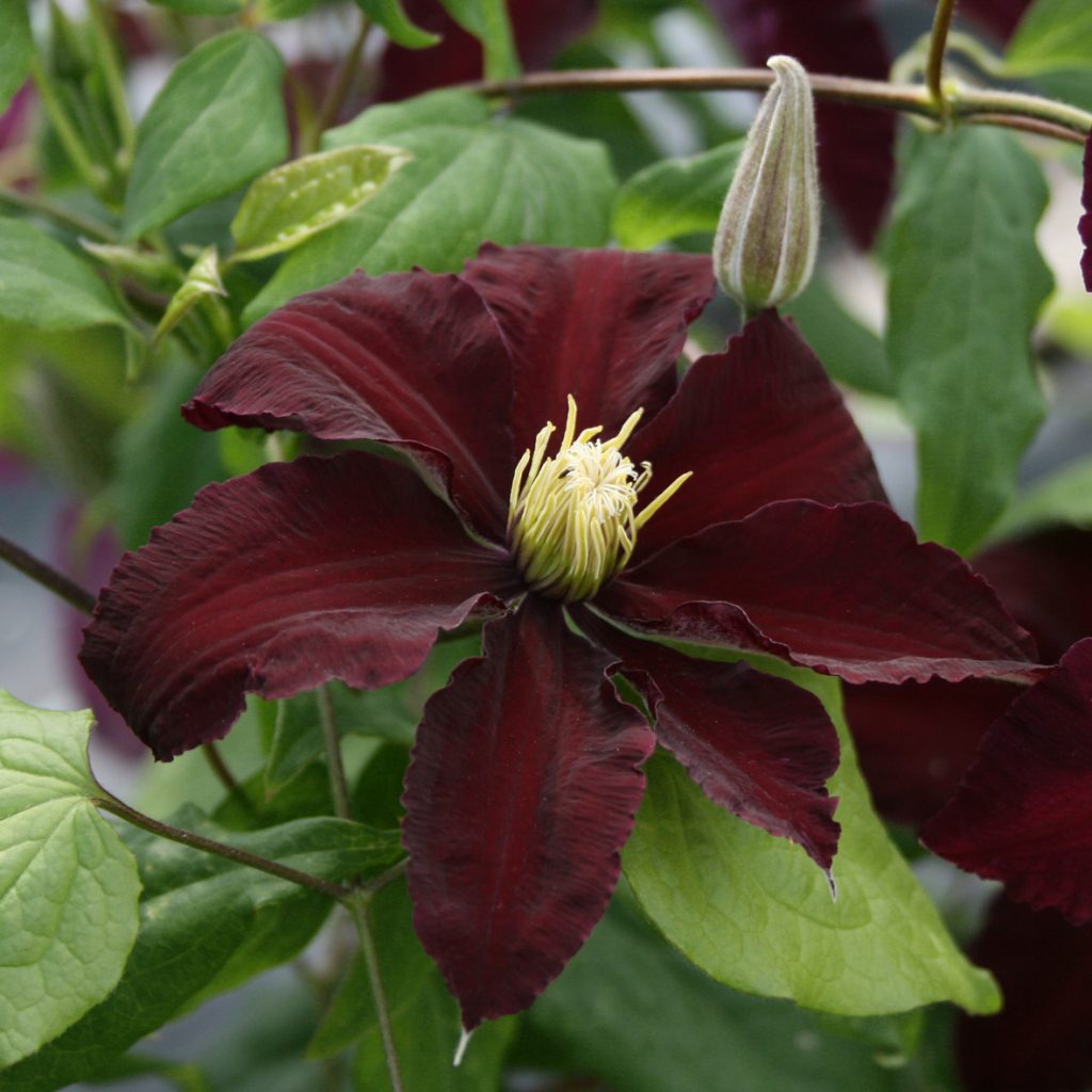 'Niobe'