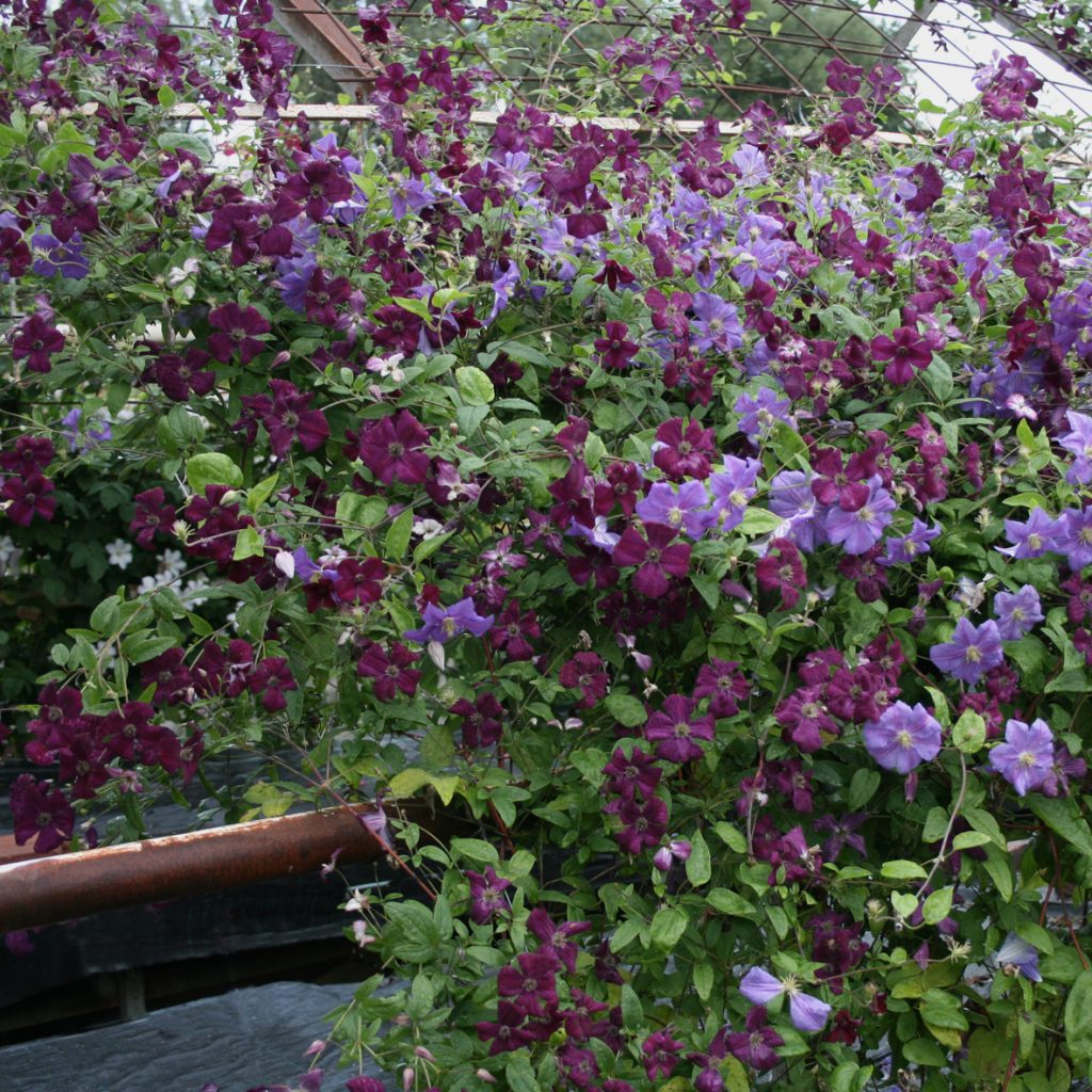 'Royal Velours'