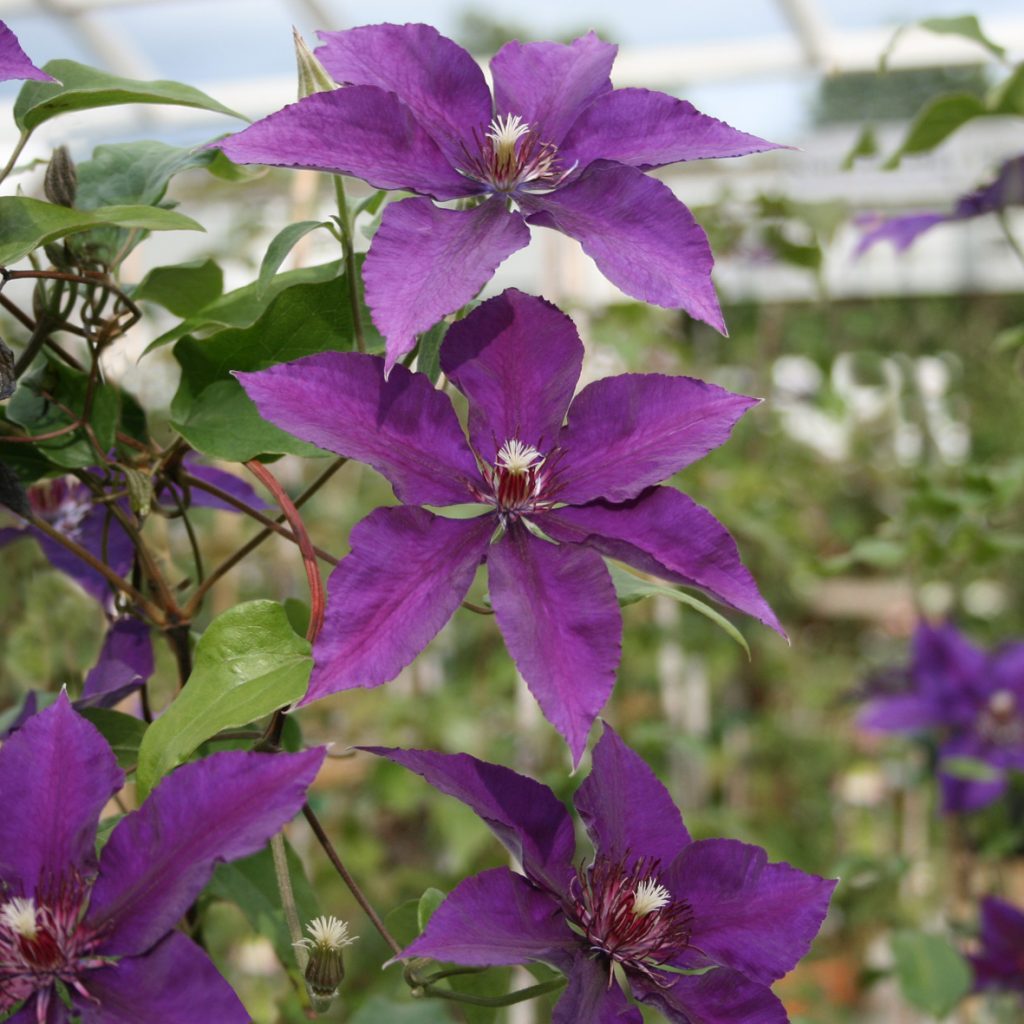 'Sano-no-murasaki'