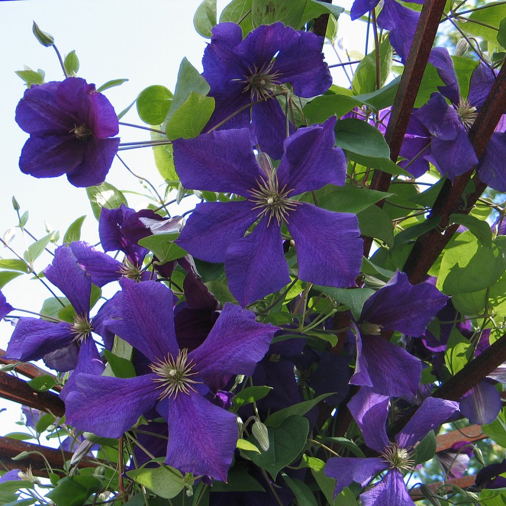 'Jackmanii'