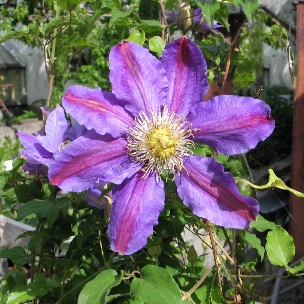 'Mrs James Mason'