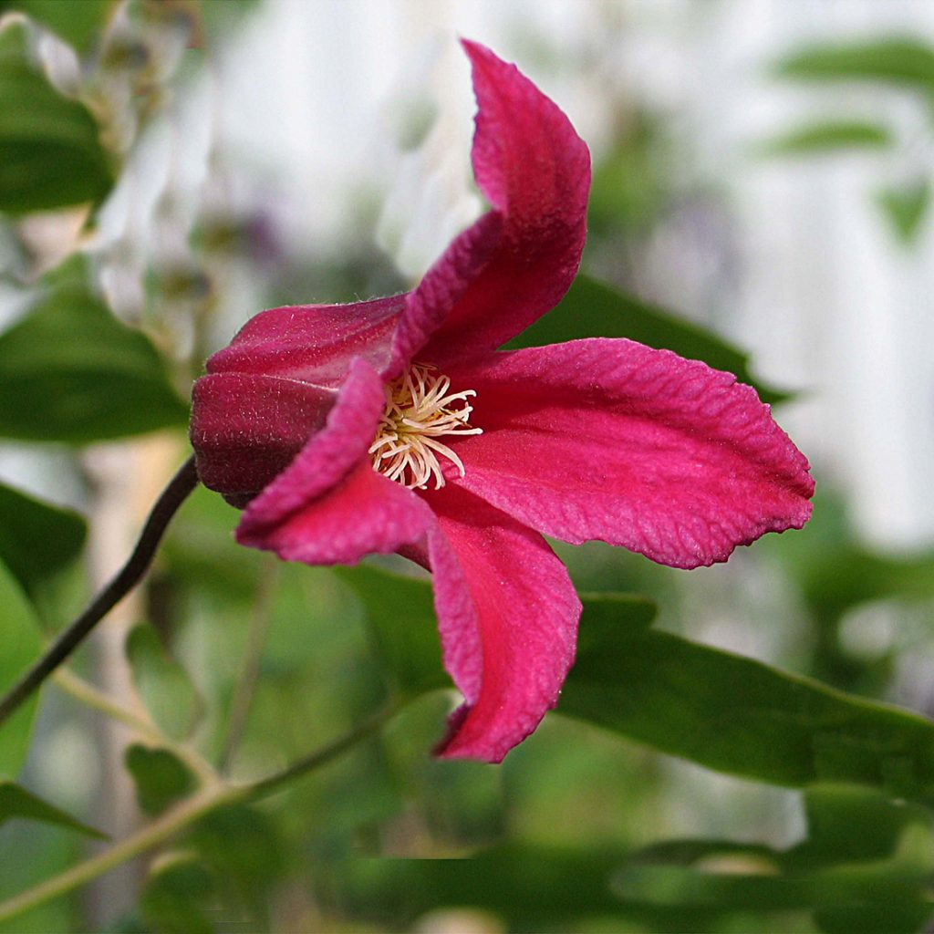 'Princess Diana'