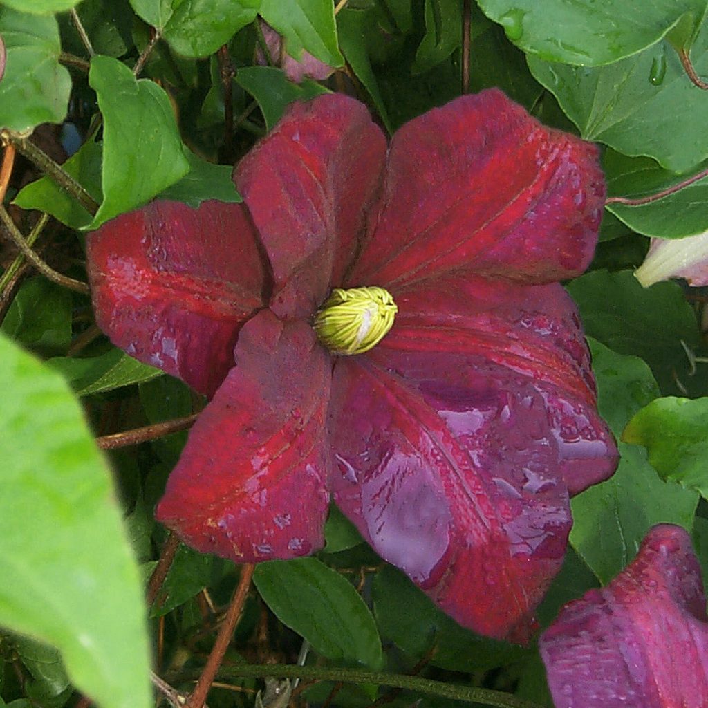 'Voluceau'