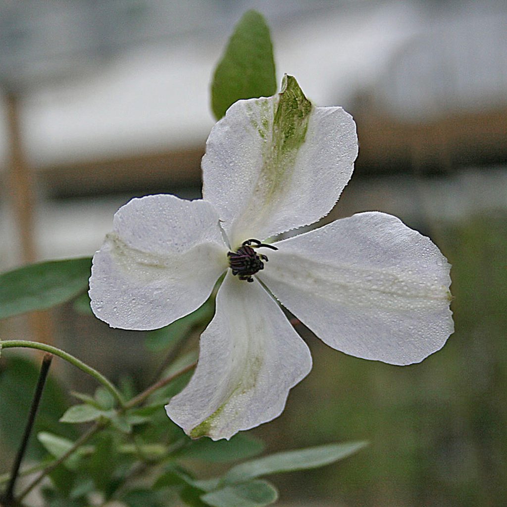'Alba Luxurians'