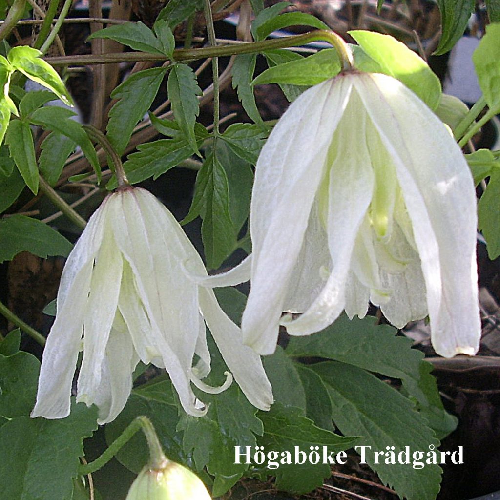 'Albiflora'
