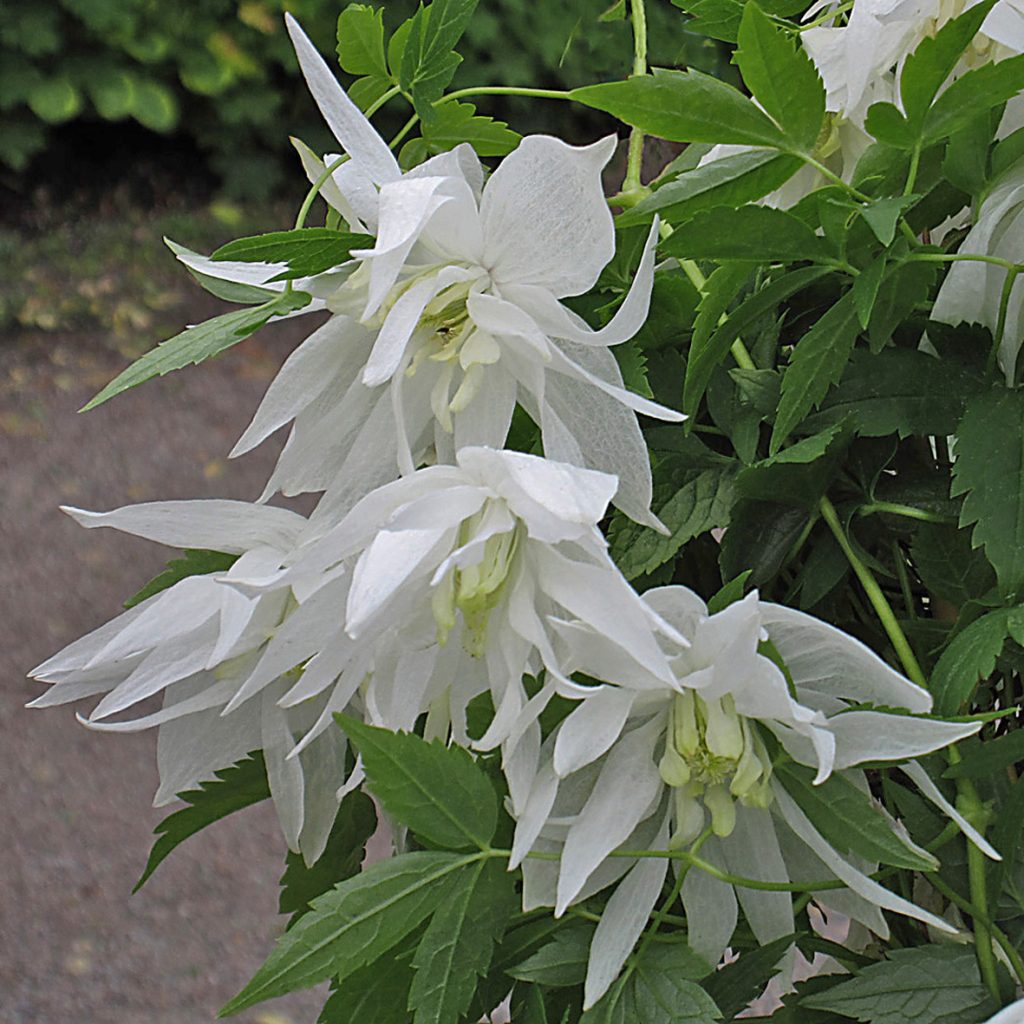 'Albina Plena'