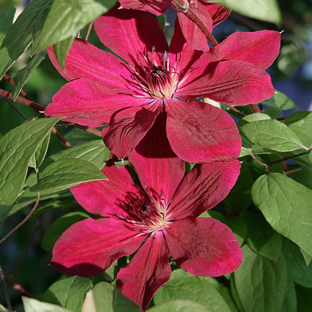 'Allanah'