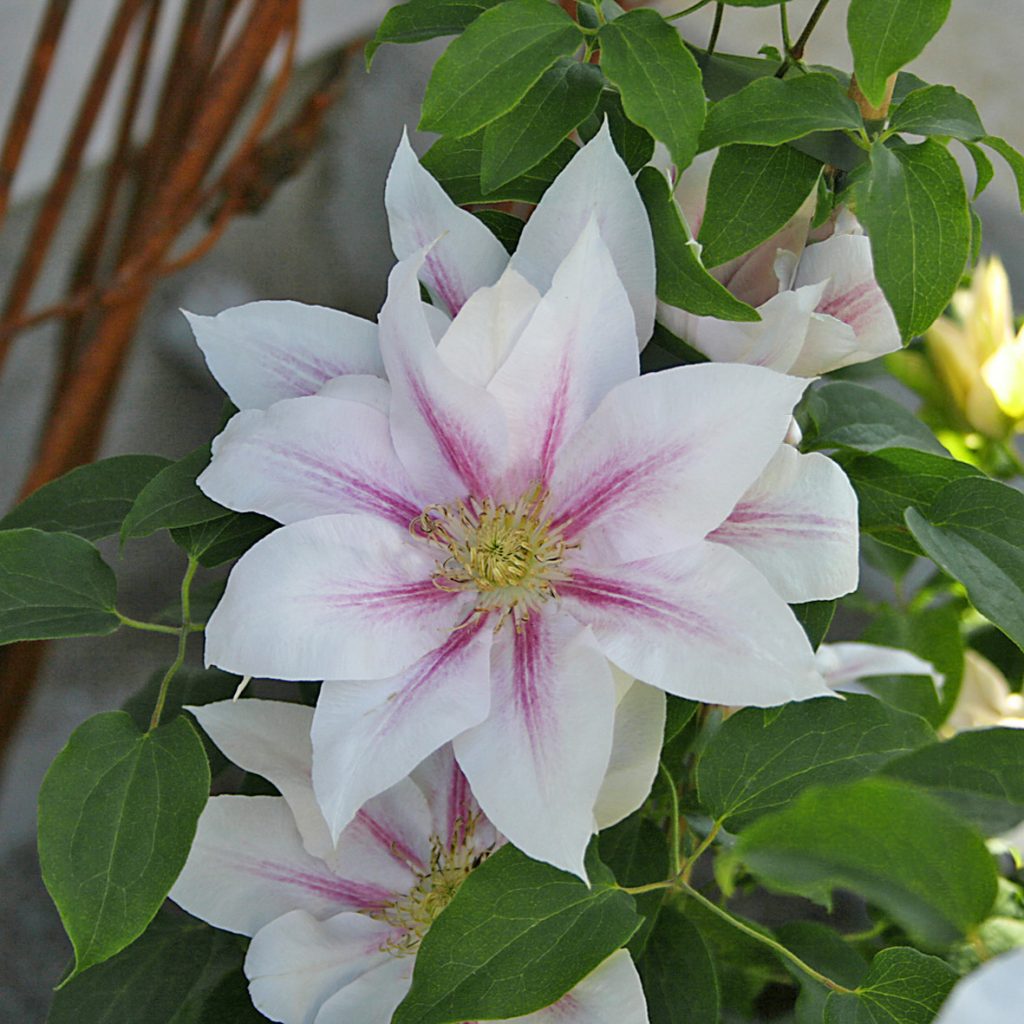 'Andromeda'