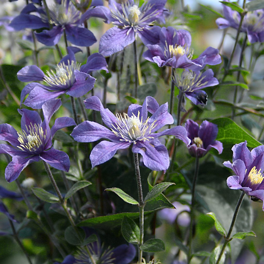 'Arabella'