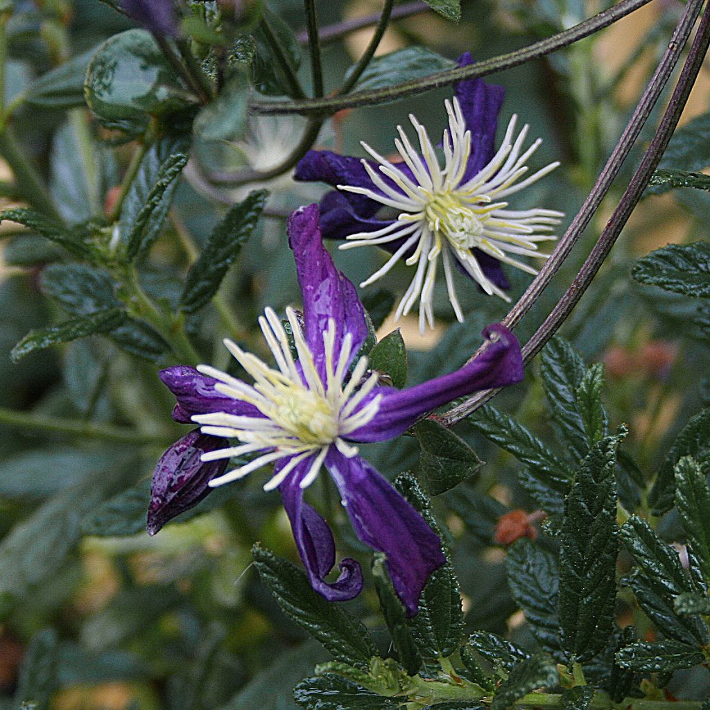 'Aromatica'
