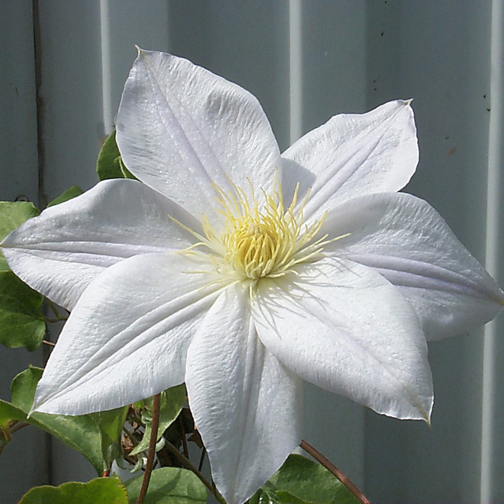 'Asagasumi'